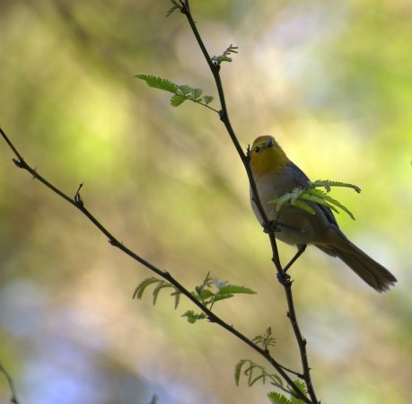 Photo (3): Orange-headed Tanager