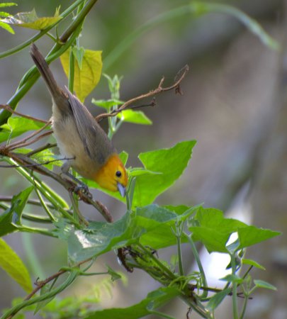Photo (4): Orange-headed Tanager