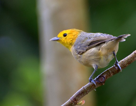 Photo (2): Orange-headed Tanager
