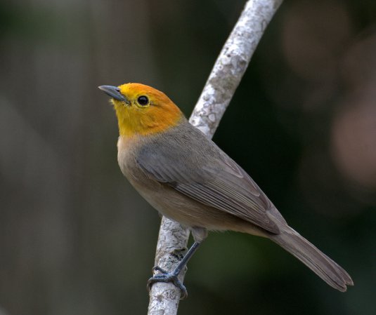 Photo (1): Orange-headed Tanager