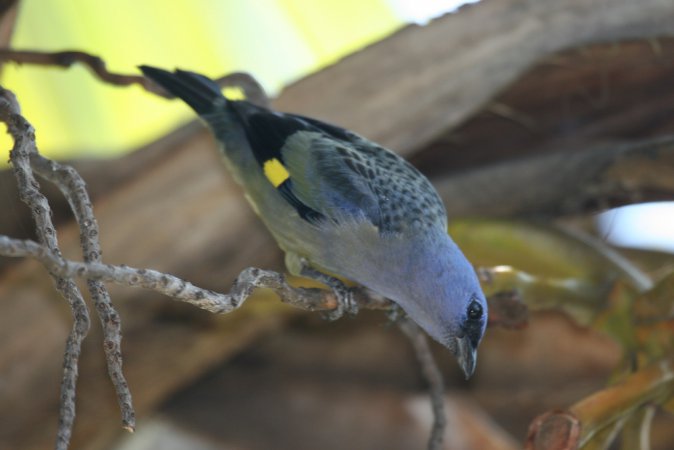 Photo (1): Yellow-winged Tanager