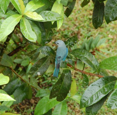 Photo (7): Blue-gray Tanager