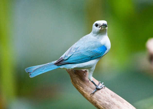 Photo (4): Blue-gray Tanager