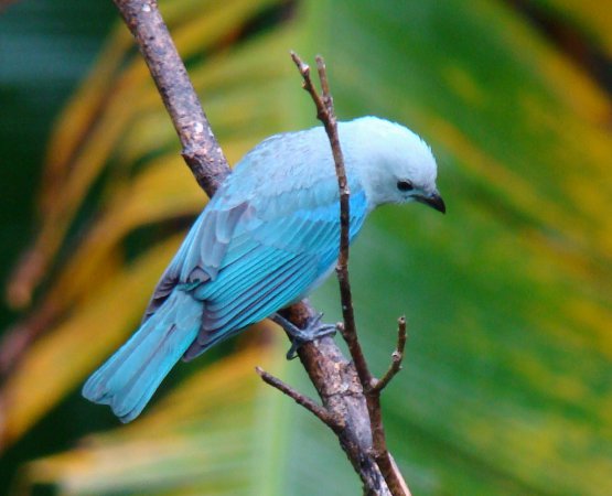 Photo (12): Blue-gray Tanager