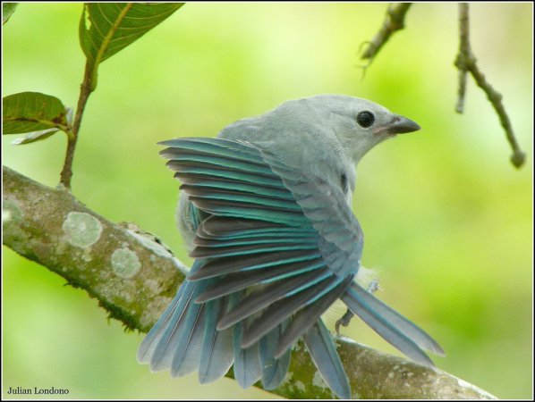 Photo (5): Blue-gray Tanager