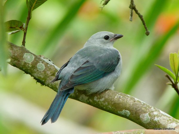 Photo (2): Blue-gray Tanager