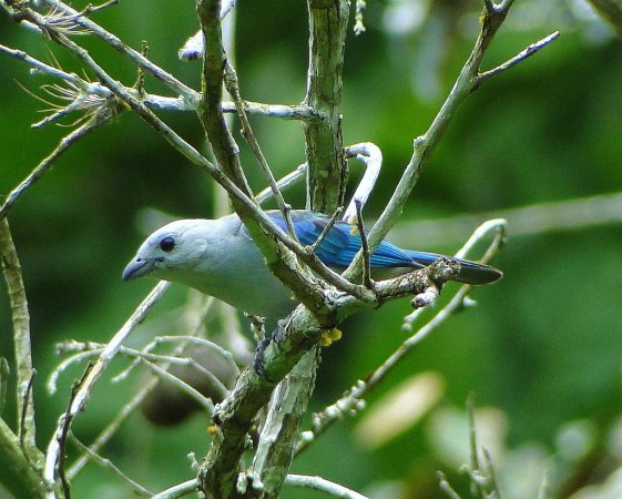 Photo (6): Blue-gray Tanager