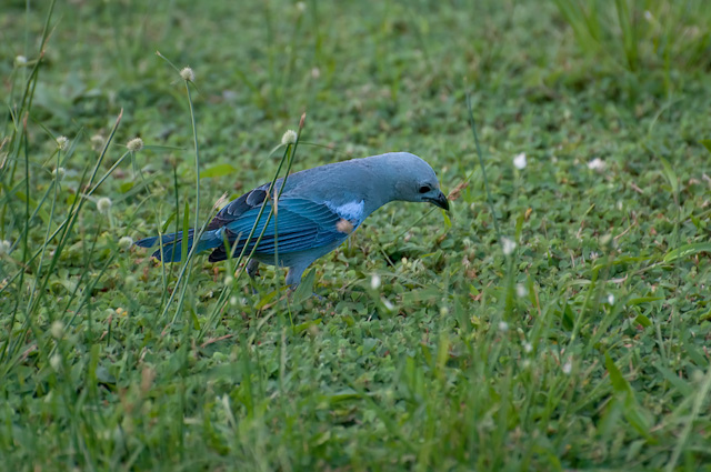 Photo (20): Blue-gray Tanager