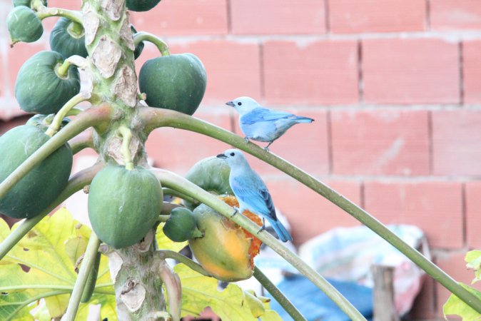 Photo (17): Blue-gray Tanager