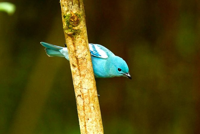 Photo (10): Blue-gray Tanager