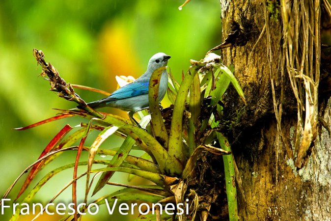 Photo (19): Blue-gray Tanager