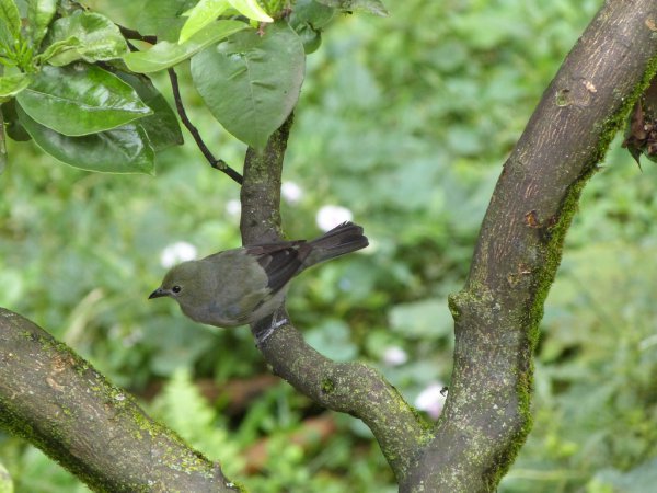 Photo (23): Blue-gray Tanager