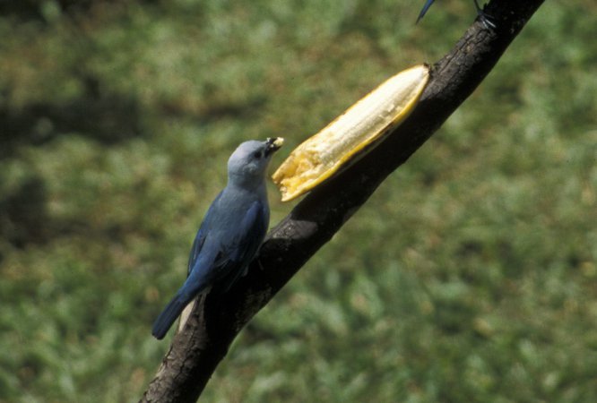 Photo (21): Blue-gray Tanager