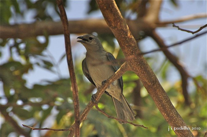 Photo (8): Sayaca Tanager