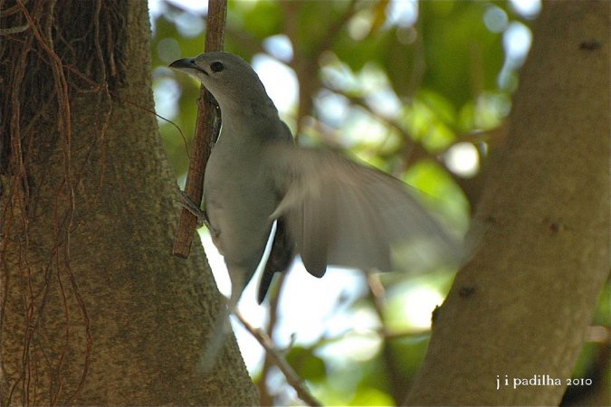Photo (12): Sayaca Tanager