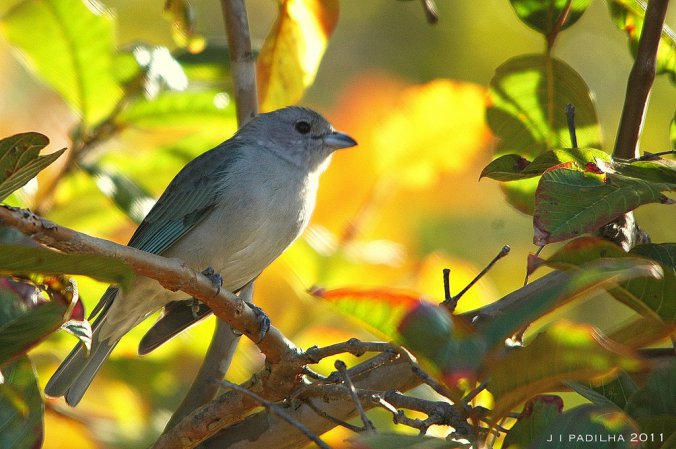 Photo (17): Sayaca Tanager