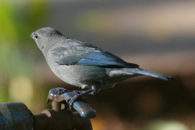 Photo (7): Sayaca Tanager