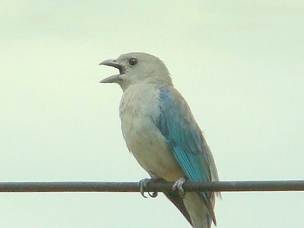 Photo (9): Sayaca Tanager