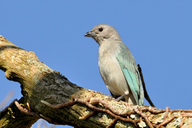 Photo (16): Sayaca Tanager
