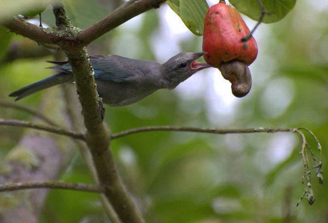 Photo (10): Sayaca Tanager