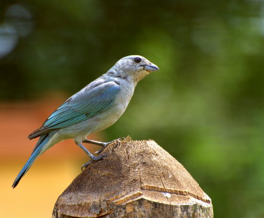 Photo (11): Sayaca Tanager