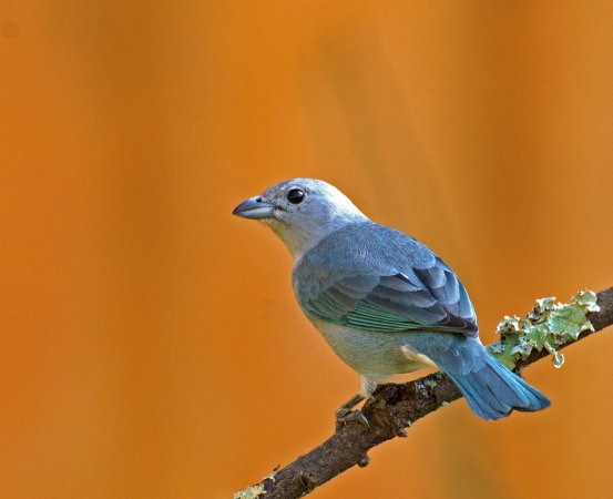 Photo (6): Sayaca Tanager