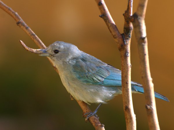 Photo (4): Sayaca Tanager