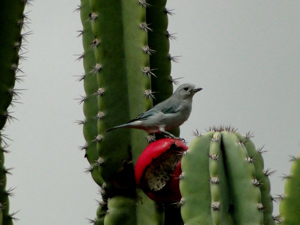 Photo (5): Sayaca Tanager