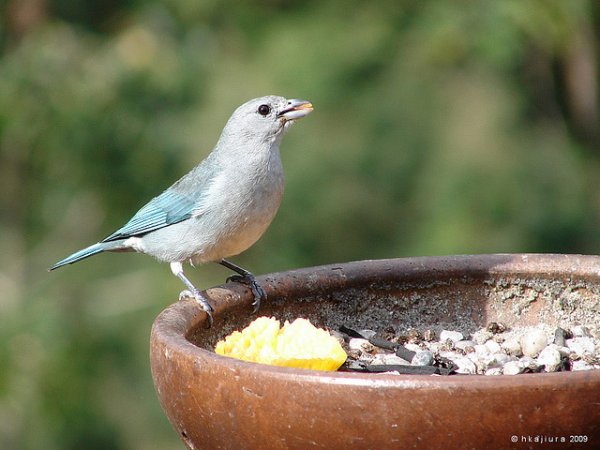 Photo (3): Sayaca Tanager