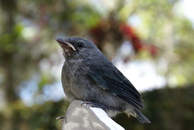 Photo (13): Sayaca Tanager