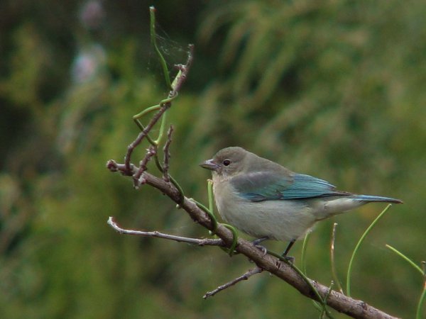 Photo (1): Sayaca Tanager