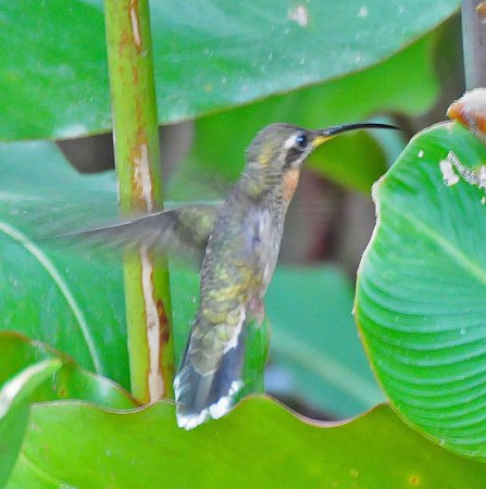 Photo (4): Band-tailed Barbthroat