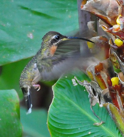 Photo (3): Band-tailed Barbthroat