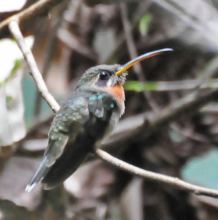 Photo (2): Band-tailed Barbthroat