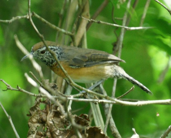 Photo (5): Rufous-breasted Wren