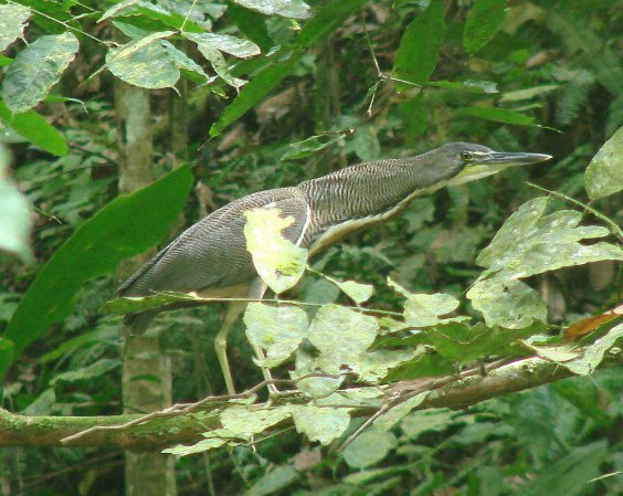 Photo (2): Fasciated Tiger-Heron