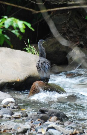 Photo (5): Fasciated Tiger-Heron