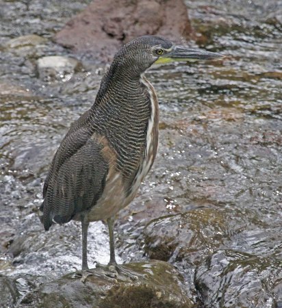 Photo (1): Fasciated Tiger-Heron
