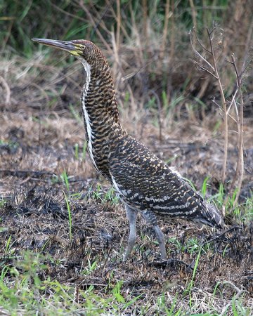 Photo (6): Fasciated Tiger-Heron