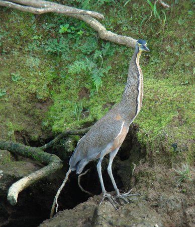 Photo (13): Bare-throated Tiger-Heron