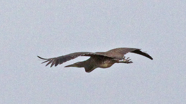 Photo (16): Bare-throated Tiger-Heron