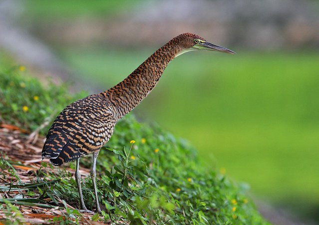 Photo (20): Bare-throated Tiger-Heron