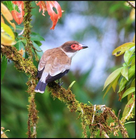 Photo (2): Masked Tityra