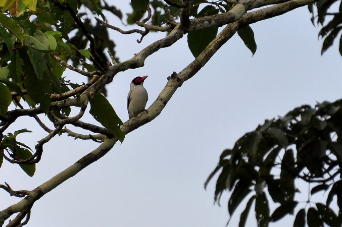 Photo (5): Masked Tityra