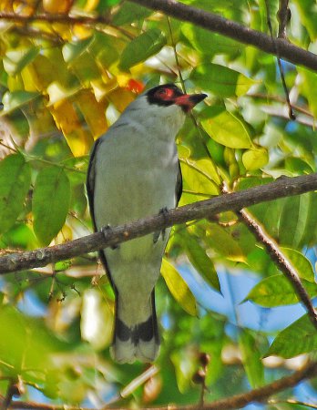 Photo (10): Masked Tityra