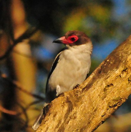 Photo (9): Masked Tityra