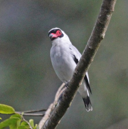 Photo (3): Masked Tityra