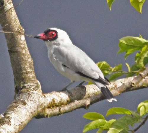 Photo (1): Masked Tityra