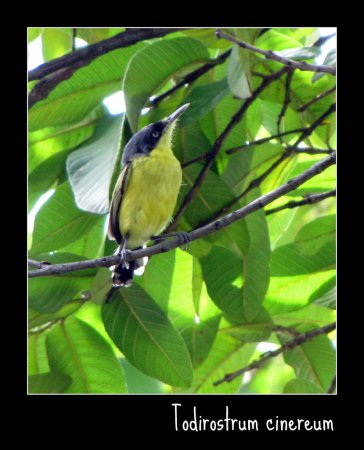 Photo (19): Common Tody-Flycatcher