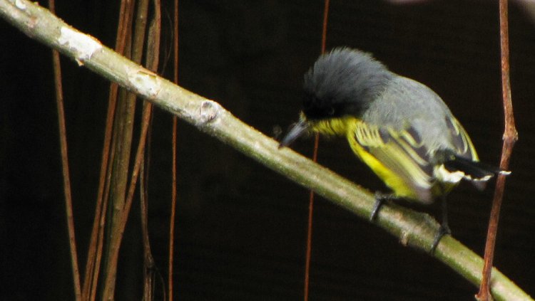 Photo (15): Common Tody-Flycatcher